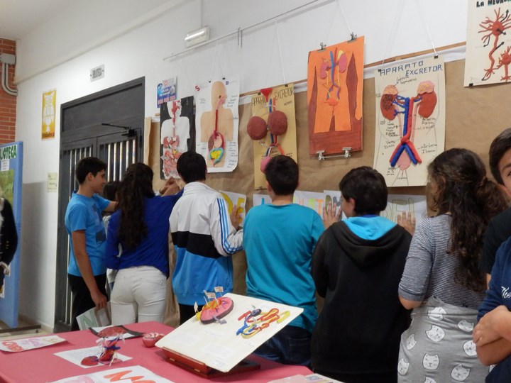 Maquetas Cuerpo Humano